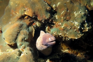 Gymnothorax thyrsoideus, Pavona clavus