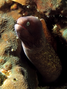 Gymnothorax thyrsoideus, Pavona clavus