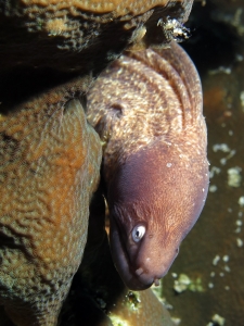 Gymnothorax thyrsoideus, Pavona clavus