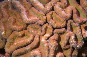 Lobophyllia hemprichii