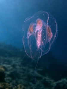 Mnemiopsis leidyi