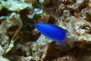 Pomacentrus coelestis