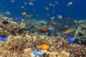 Pomacentrus coelestis, Pomacentrus moluccensis, Chromis ternatensis