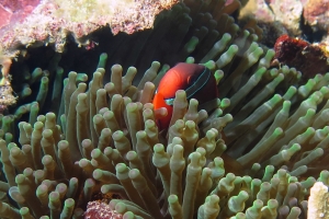 Entacmaea quadricolor, Amphiprion frenatus