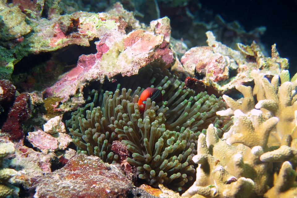 Entacmaea quadricolor, Amphiprion frenatus