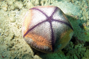 Culcita novaeguineae