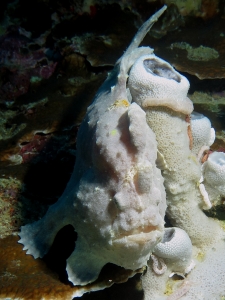 Antennarius commerson, Haliclona fascigera