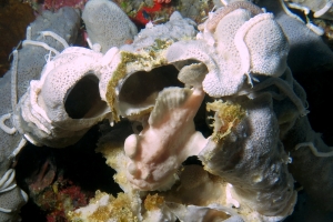 Antennarius commerson, Haliclona fascigera