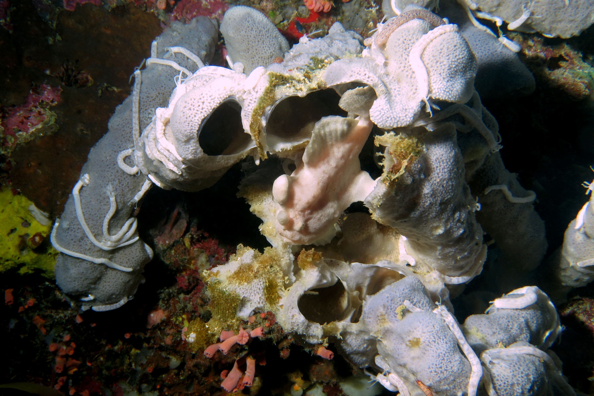 Antennarius commerson, Haliclona fascigera