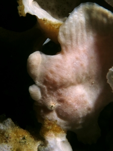 Antennarius commerson, Haliclona fascigera