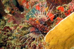 Pterois antennata