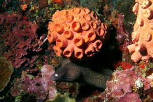 Gymnothorax thyrsoideus, Tubastraea coccinea