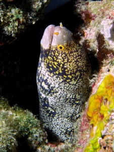 Echidna nebulosa