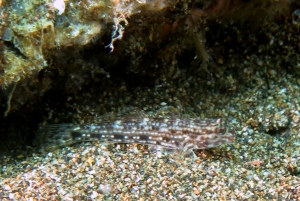 Istigobius decoratus