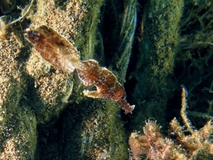 Solenostomus cyanopterus, Ostorhinchus sp.