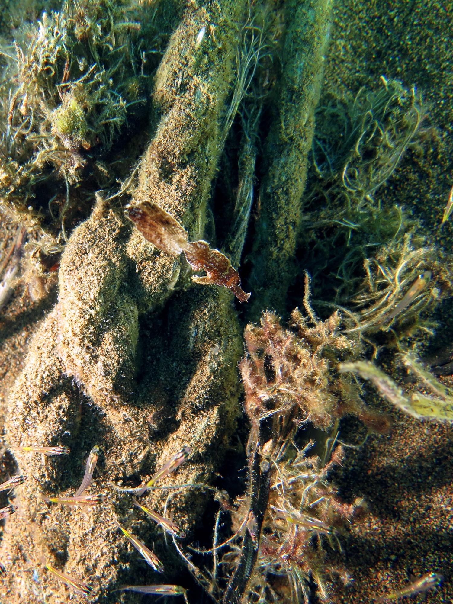 Solenostomus cyanopterus, Ostorhinchus sp.