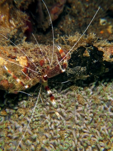 Stenopus hispidus, Stichodactyla mertensii