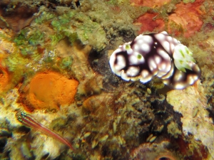 Goniobranchus geometricus