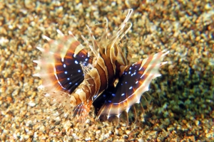 Parapterois heterura