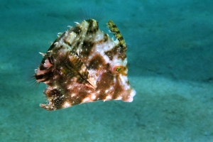 Acreichthys tomentosus