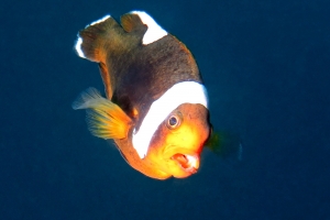 Amphiprion polymnus