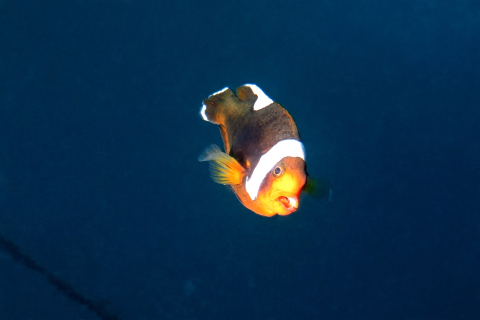 Amphiprion polymnus