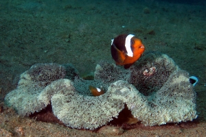 Amphiprion polymnus, Stichodactyla haddoni