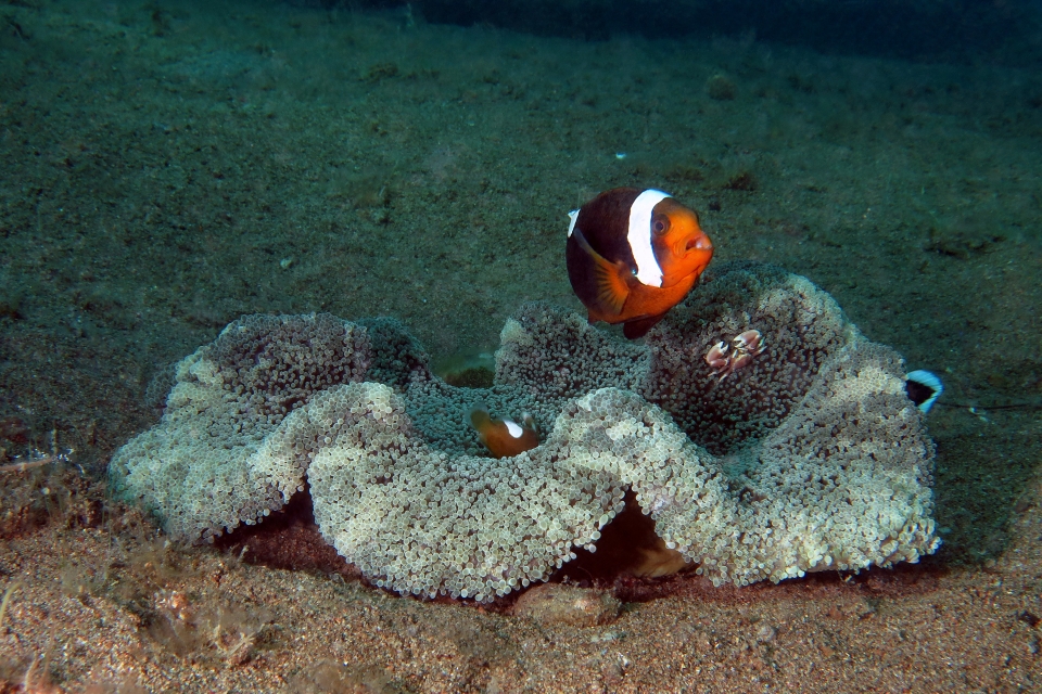 Amphiprion polymnus, Stichodactyla haddoni