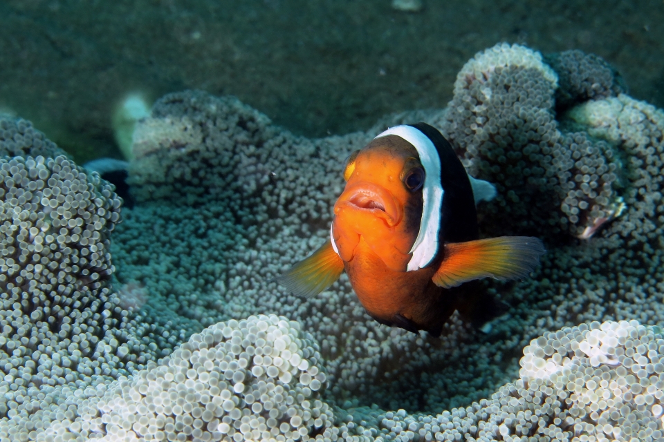 Amphiprion polymnus, Stichodactyla haddoni