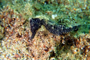 Hippocampus kuda