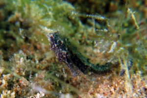 Hippocampus kuda