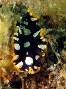 Pseudoceros scintillatus