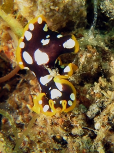 Pseudoceros scintillatus