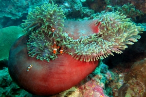 Heteractis magnifica, Amphiprion ocellaris