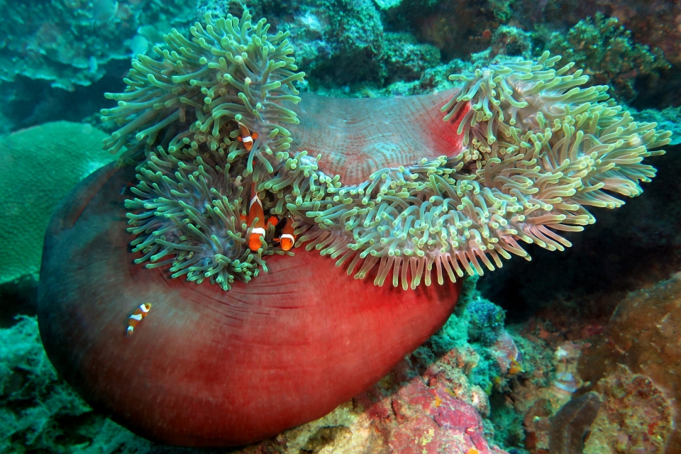 Heteractis magnifica, Amphiprion ocellaris