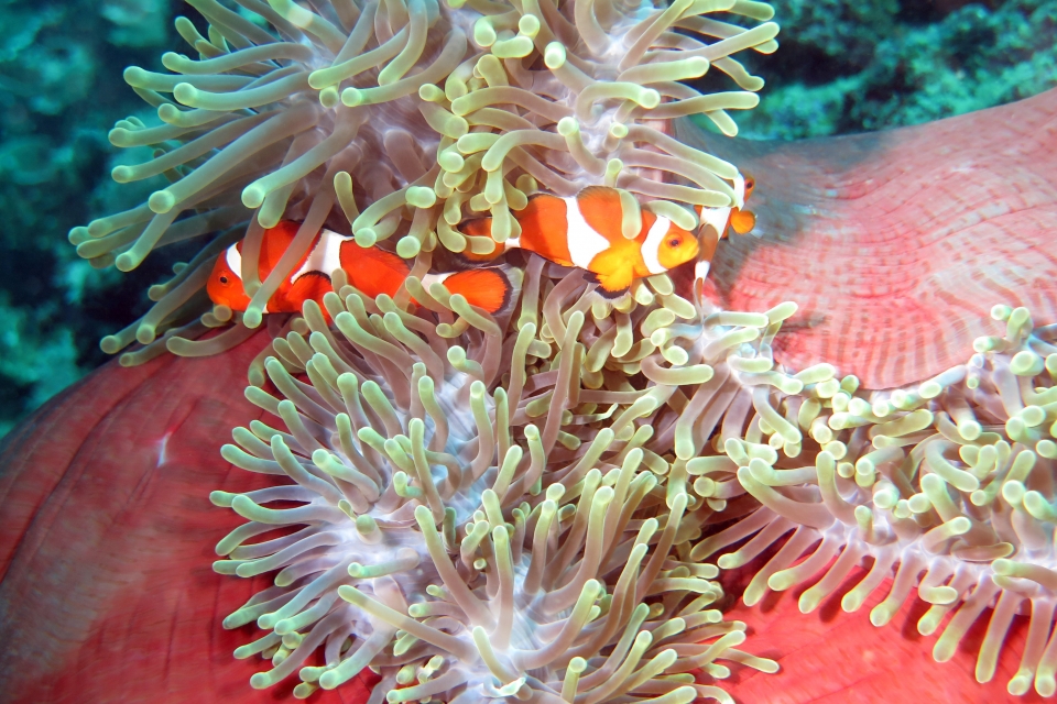 Amphiprion ocellaris, Heteractis magnifica