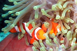 Amphiprion ocellaris, Heteractis magnifica