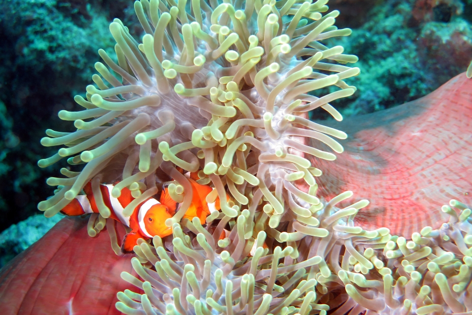 Amphiprion ocellaris, Heteractis magnifica