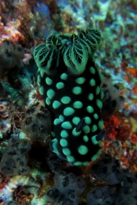 Nembrotha cristata