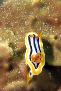 Chromodoris quadricolor