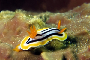 Chromodoris quadricolor