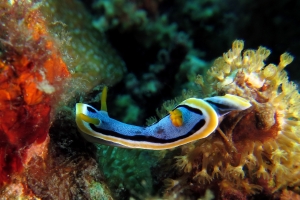 Chromodoris annae