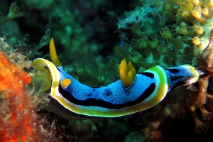 Chromodoris annae