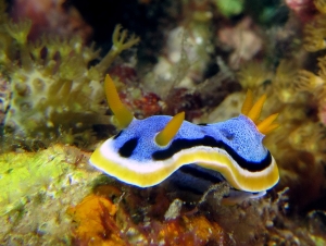 Chromodoris annae