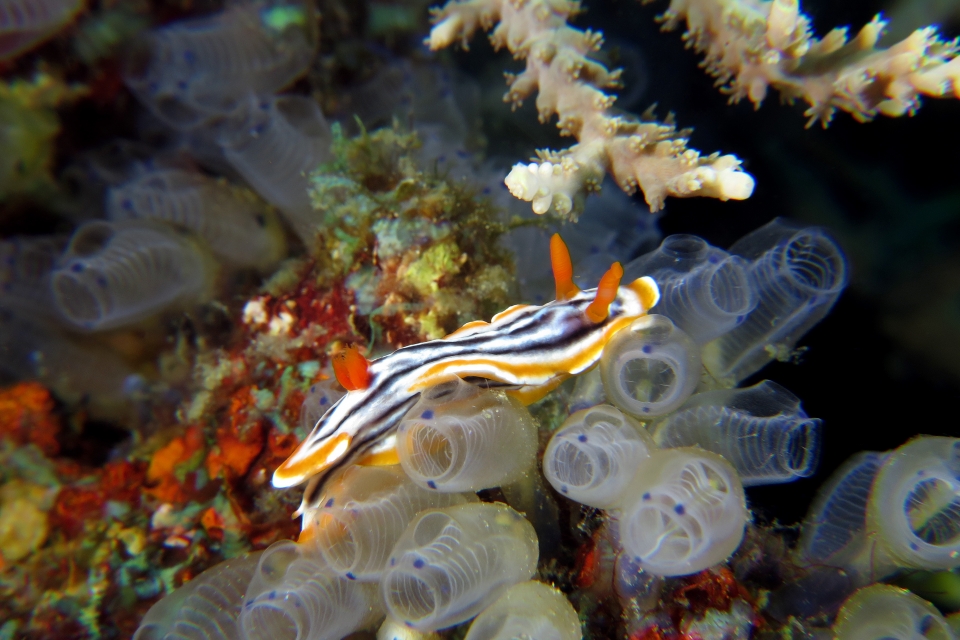 Chromodoris magnifica, Clavelina moluccensis