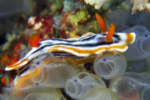 Chromodoris magnifica, Clavelina moluccensis