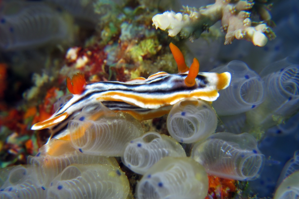 Chromodoris magnifica, Clavelina moluccensis