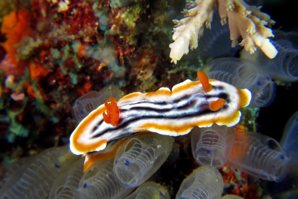 Chromodoris magnifica, Clavelina moluccensis