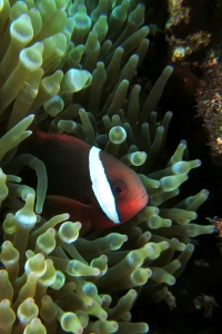 Entacmaea quadricolor, Amphiprion frenatus