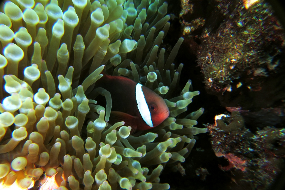 Entacmaea quadricolor, Amphiprion frenatus